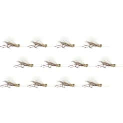 Trina's Carnage Hopper - 12 Pack